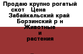 Продаю крупно-рогатый скот › Цена ­ 20 000 - Забайкальский край, Борзинский р-н Животные и растения » Другие животные   